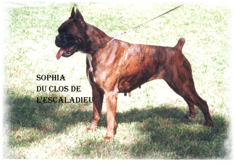 Sophia du Clos de L'Escaladieu