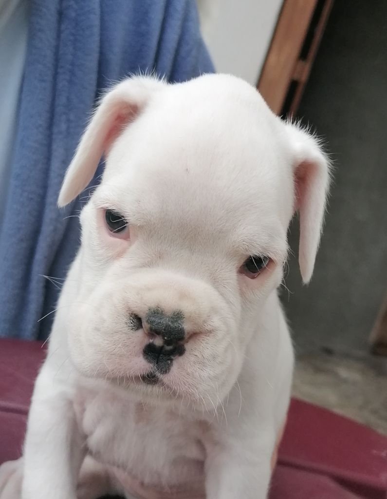 du Clos de L'Escaladieu - Chiots disponibles - Boxer