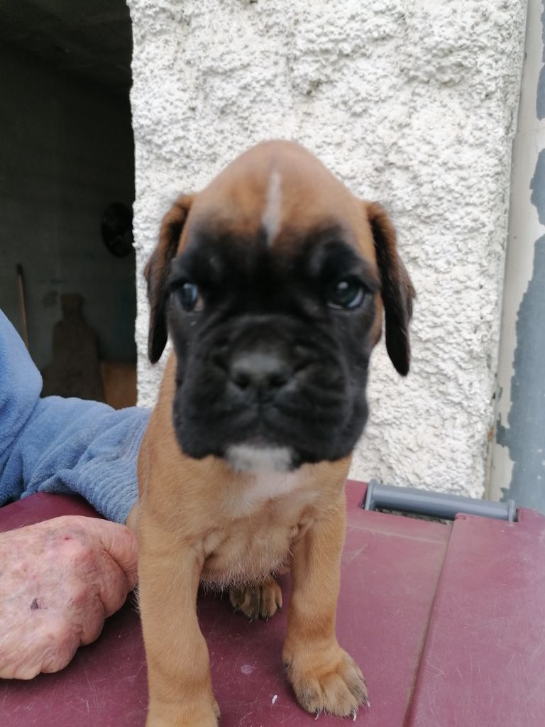 du Clos de L'Escaladieu - Chiots disponibles - Boxer
