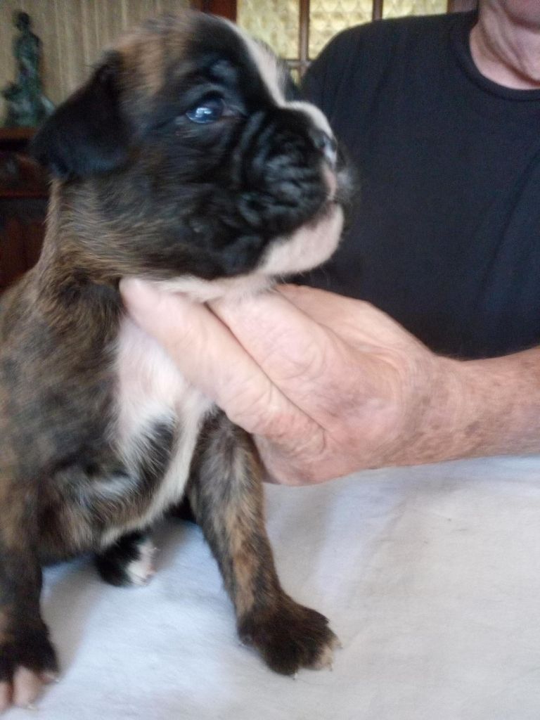 du Clos de L'Escaladieu - Chiots disponibles - Boxer