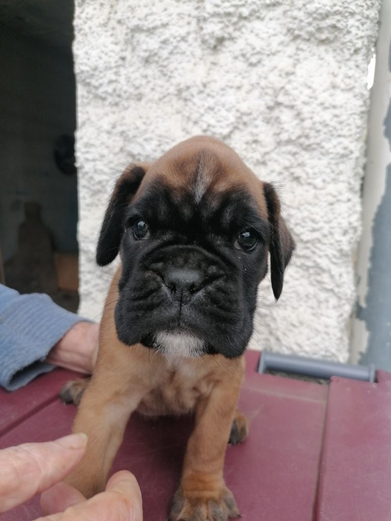 du Clos de L'Escaladieu - Chiots disponibles - Boxer