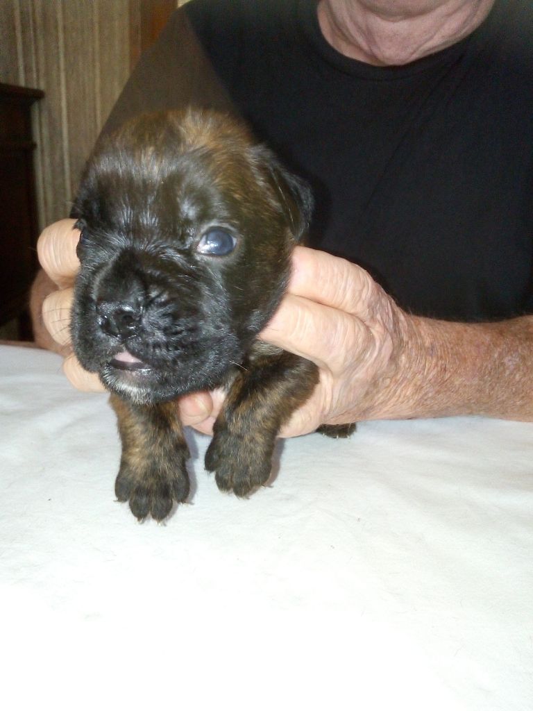 du Clos de L'Escaladieu - Chiots disponibles - Boxer