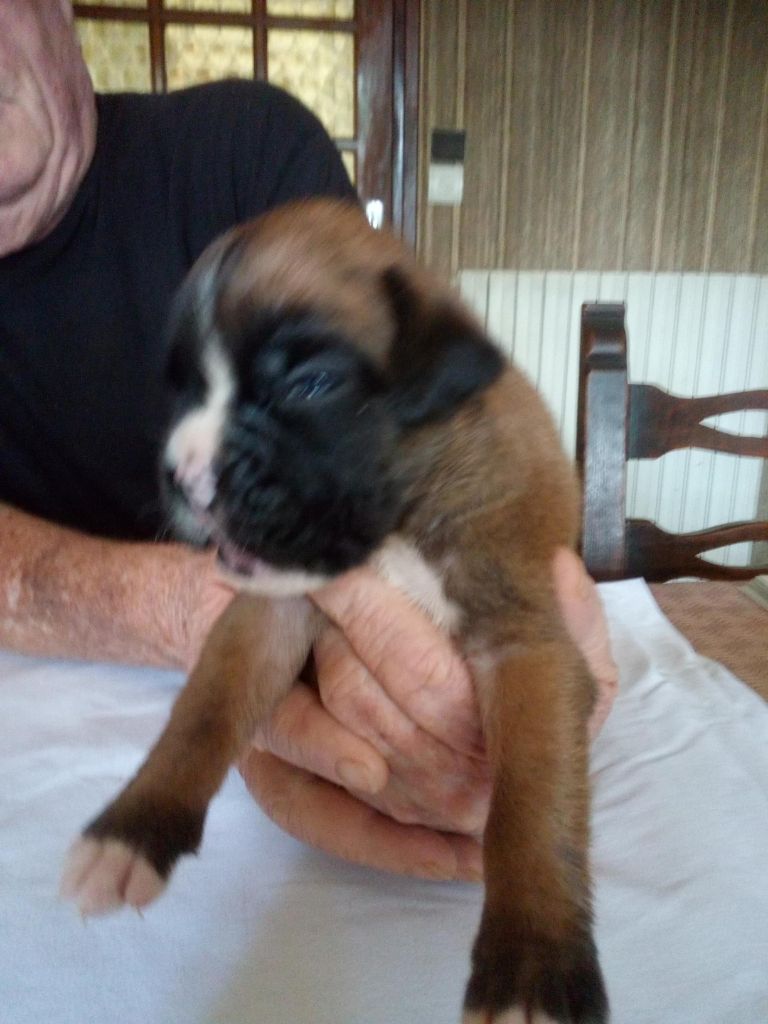 du Clos de L'Escaladieu - Chiots disponibles - Boxer