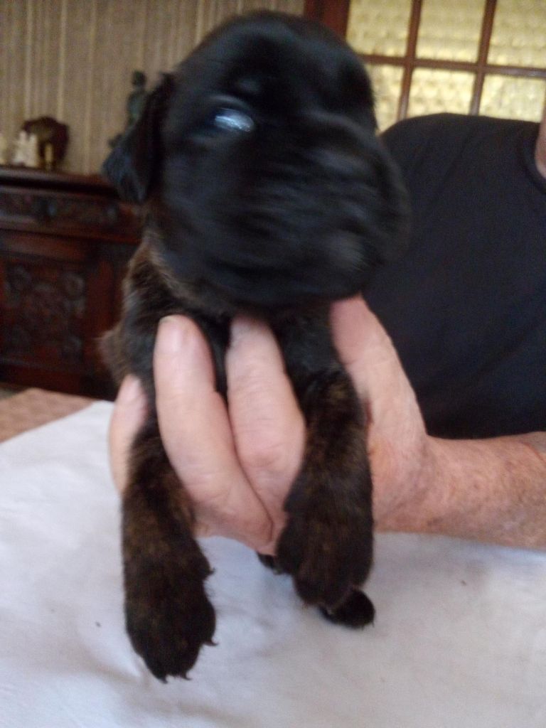 du Clos de L'Escaladieu - Chiots disponibles - Boxer