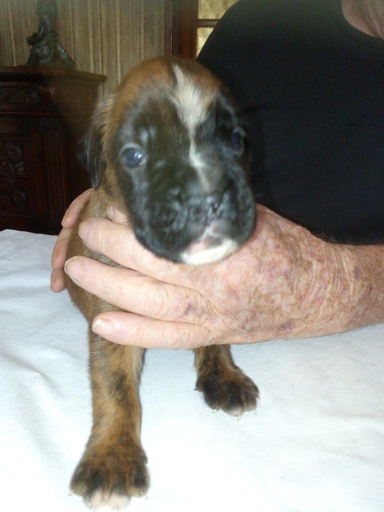 du Clos de L'Escaladieu - Chiots disponibles - Boxer