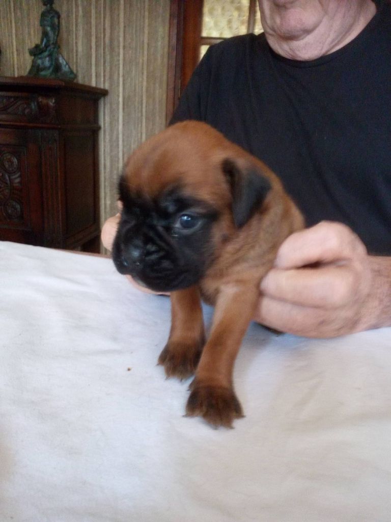 du Clos de L'Escaladieu - Chiots disponibles - Boxer