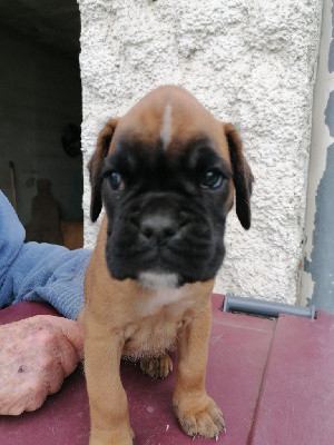 CHIOT 4