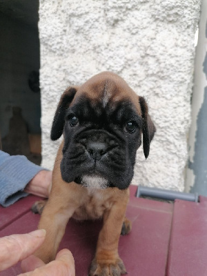 CHIOT 2