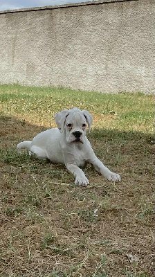 CHIOT 1