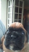 CHIOT