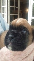 CHIOT