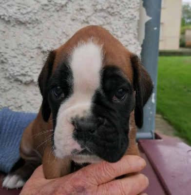 CHIOT 6
