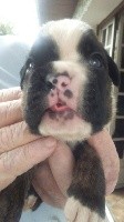 CHIOT