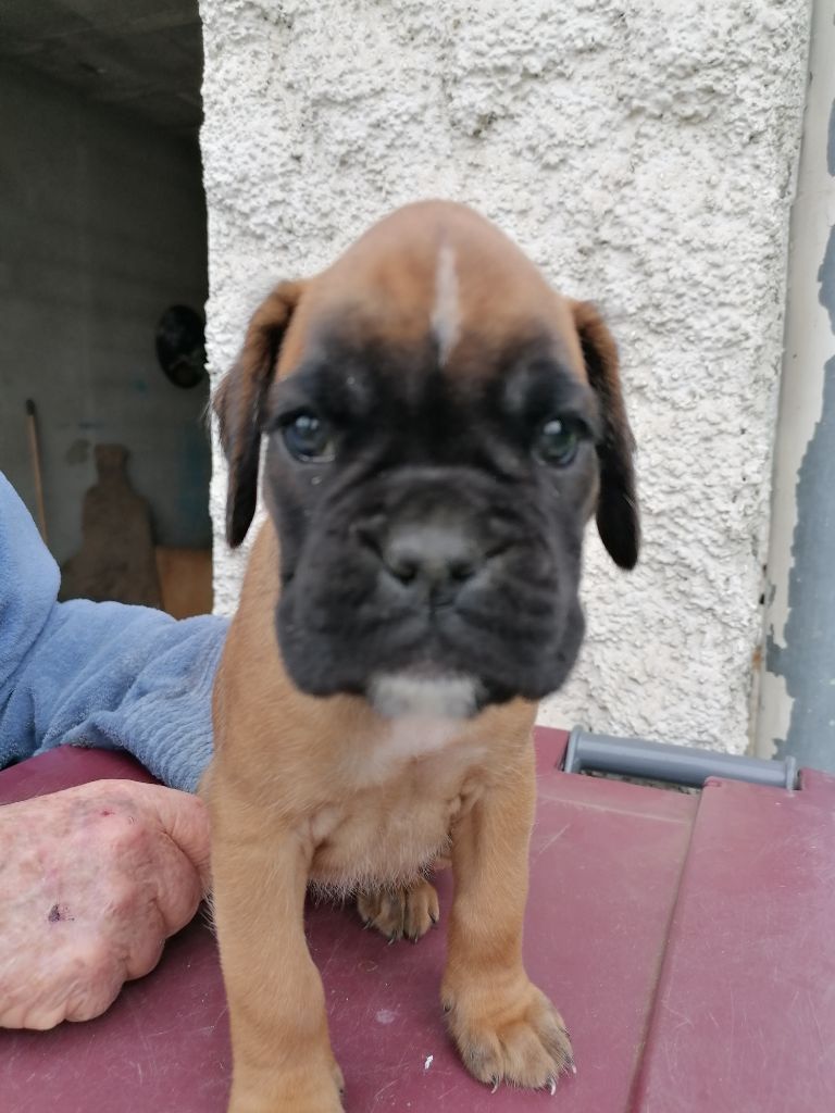 du Clos de L'Escaladieu - Chiots disponibles - Boxer