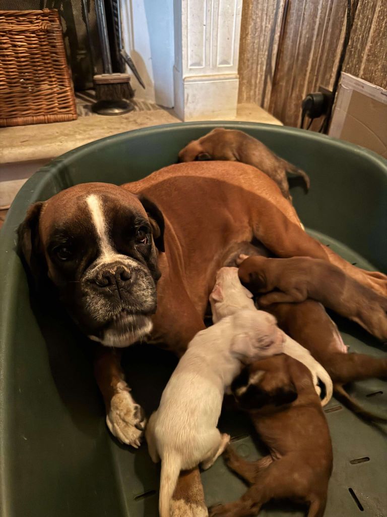 Chiot Boxer du Clos de L'Escaladieu