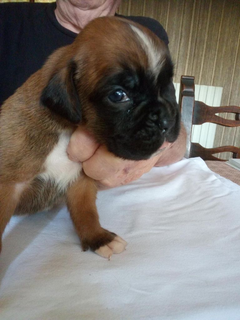 du Clos de L'Escaladieu - Chiots disponibles - Boxer